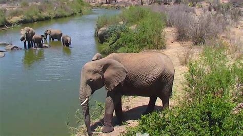 african wildlife cam|African River Wildlife Camera